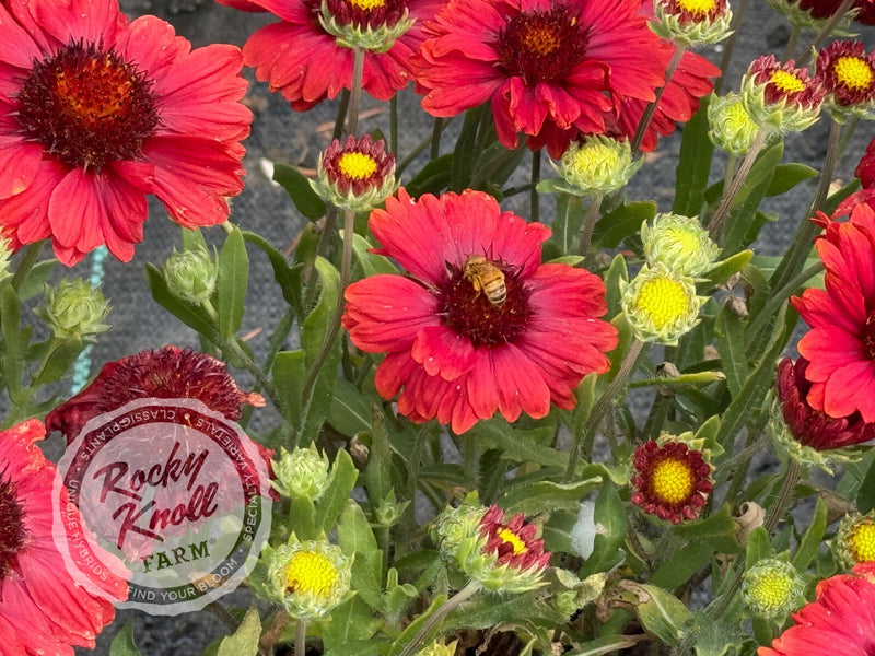 Gaillardia x grandiflora 'Mesa Red' plant from Rocky Knoll Farm
