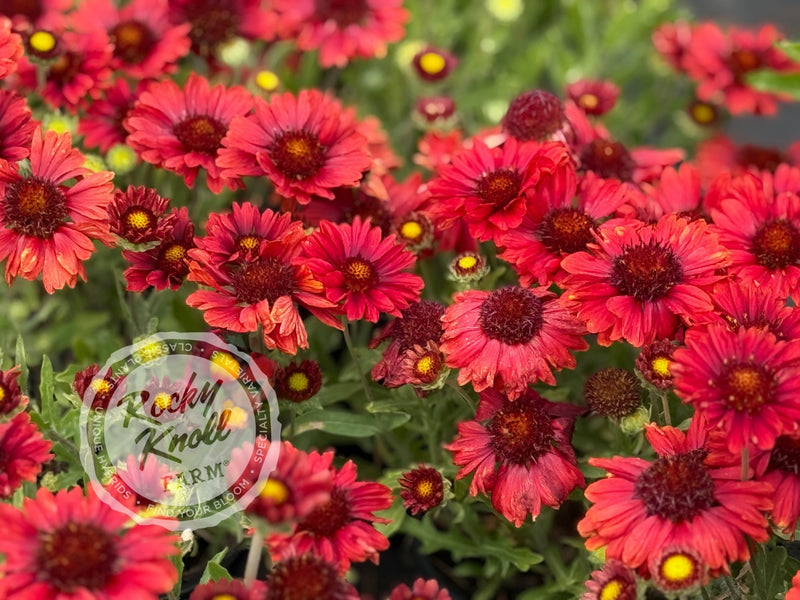 Gaillardia x grandiflora 'Mesa Red' plant from Rocky Knoll Farm