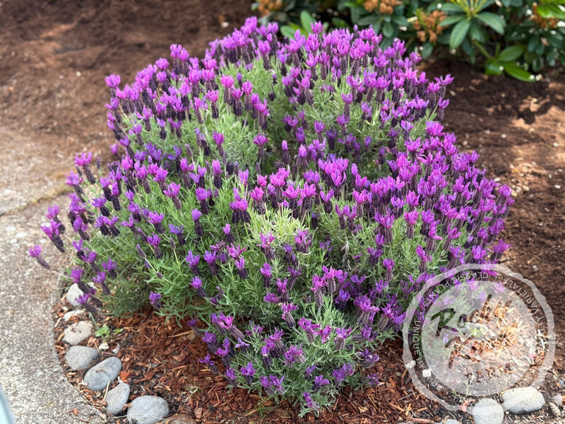 Otto Quast Spanish Lavender - Lavandula stoechas plant from Rocky Knoll Farm