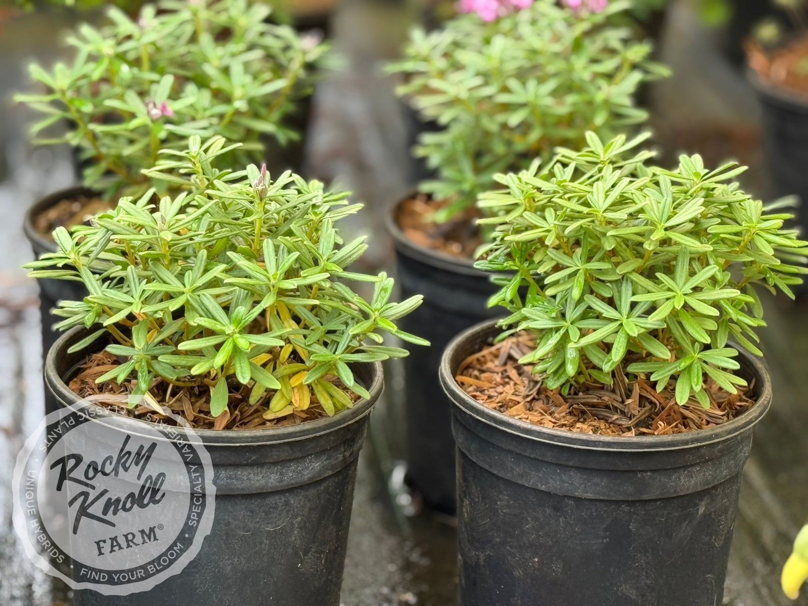 Daphne x medfordensis 'Lawrence Crocker' - Rocky Knoll Farm