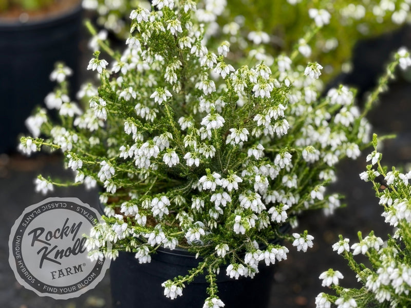 Erica Alba Minor Heath plant from Rocky Knoll Farm