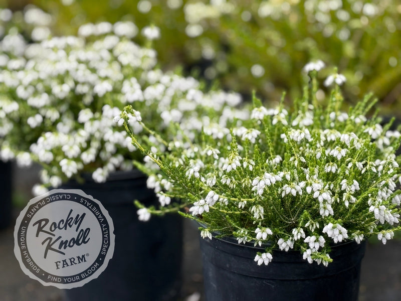 Erica Alba Minor Heath plant from Rocky Knoll Farm