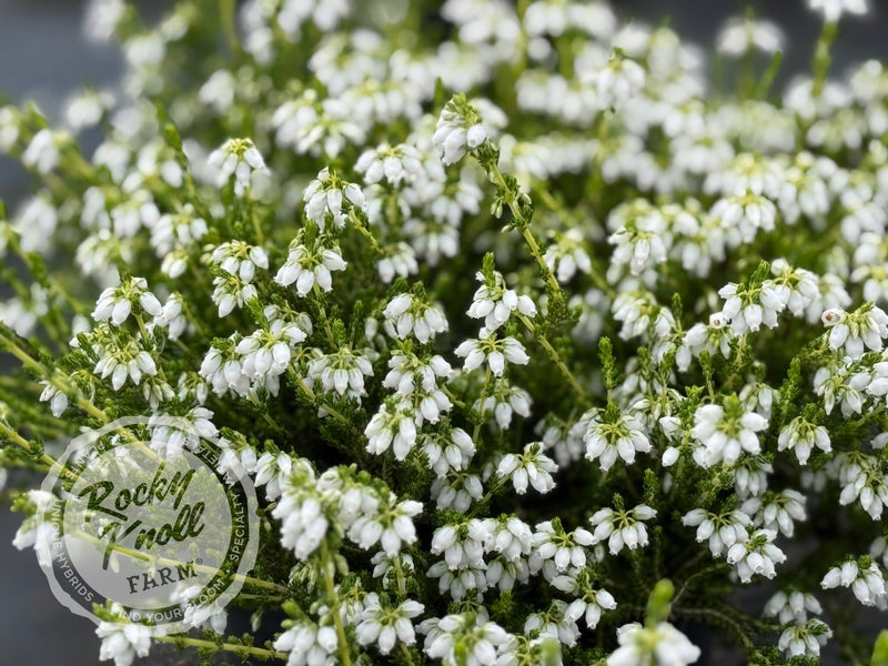 Erica Alba Minor Heath plant from Rocky Knoll Farm