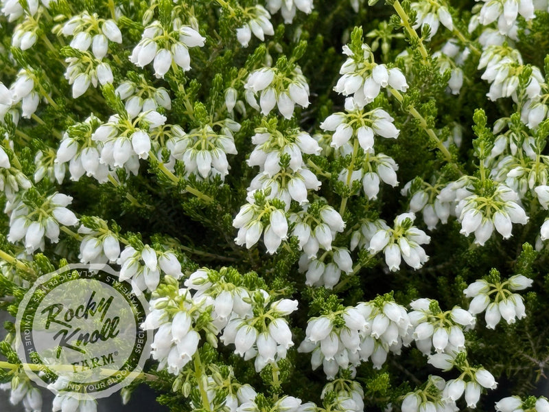 Erica Alba Minor Heath plant from Rocky Knoll Farm