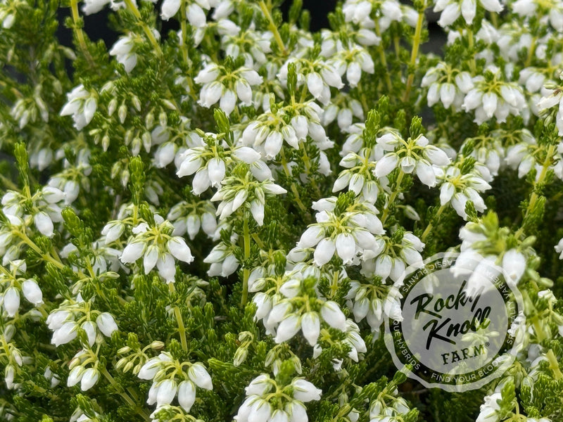 Erica Alba Minor Heath plant from Rocky Knoll Farm