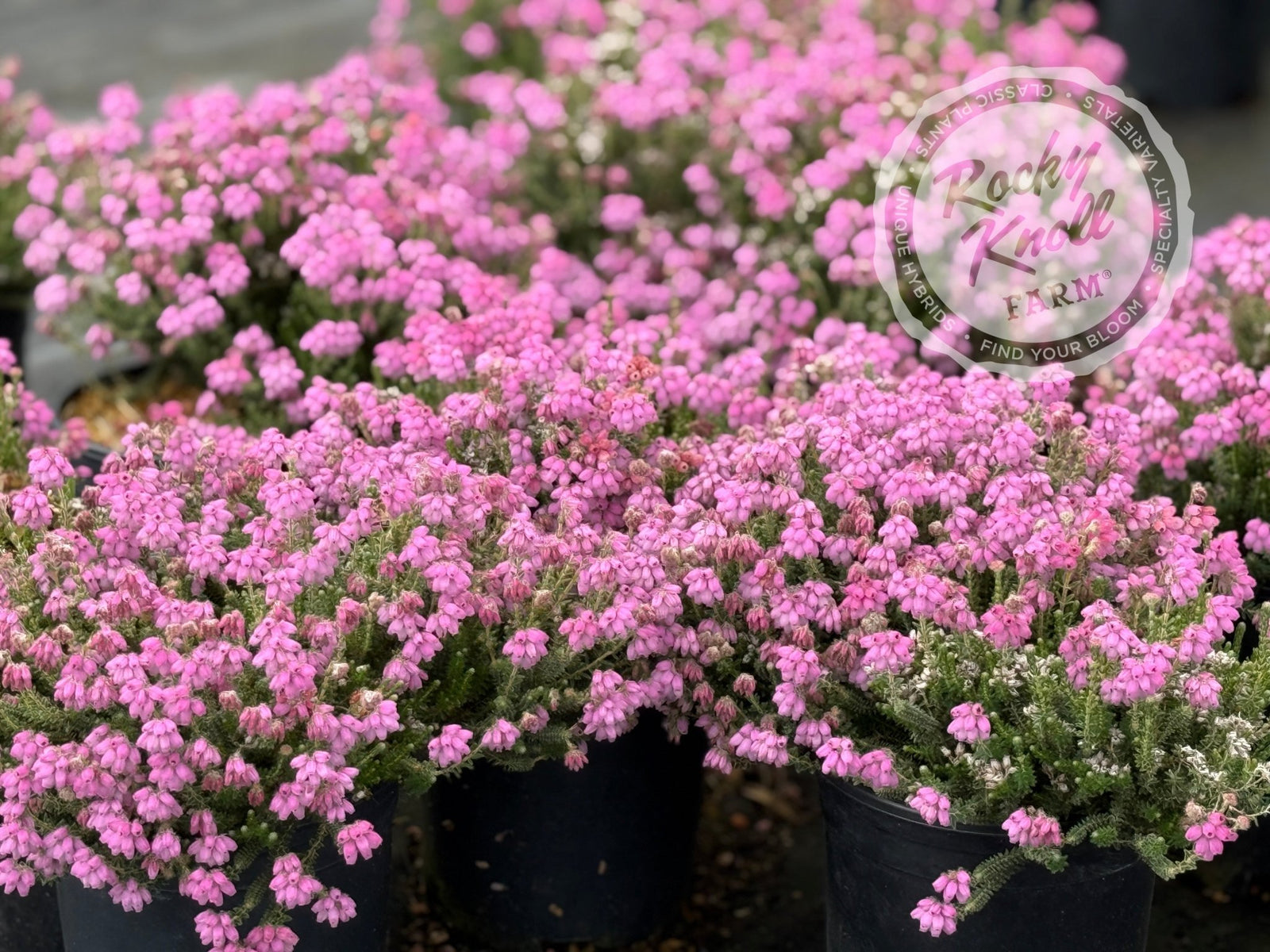 Erica Hookstone Pink Heath - Rocky Knoll Farm