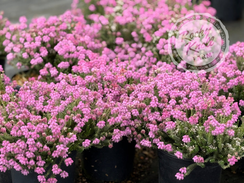Erica Hookstone Pink Heath plant from Rocky Knoll Farm