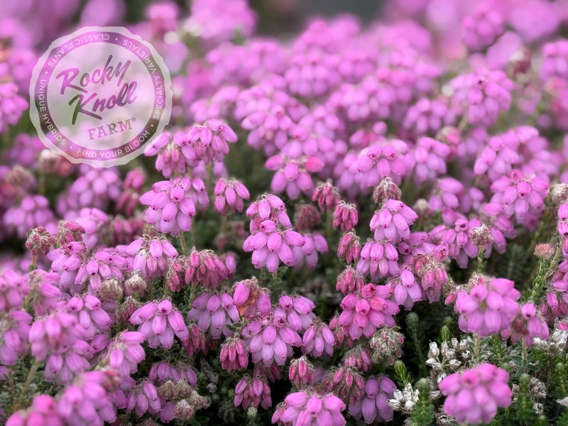 Erica Hookstone Pink Heath plant from Rocky Knoll Farm