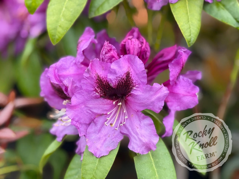 Plum Beautiful plant from Rocky Knoll Farm