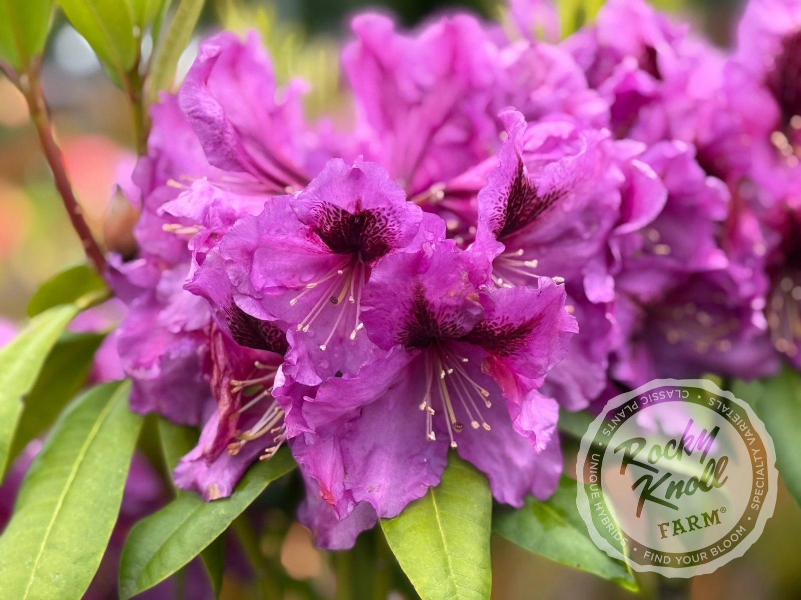 rhododendron bloom Plum Beautiful