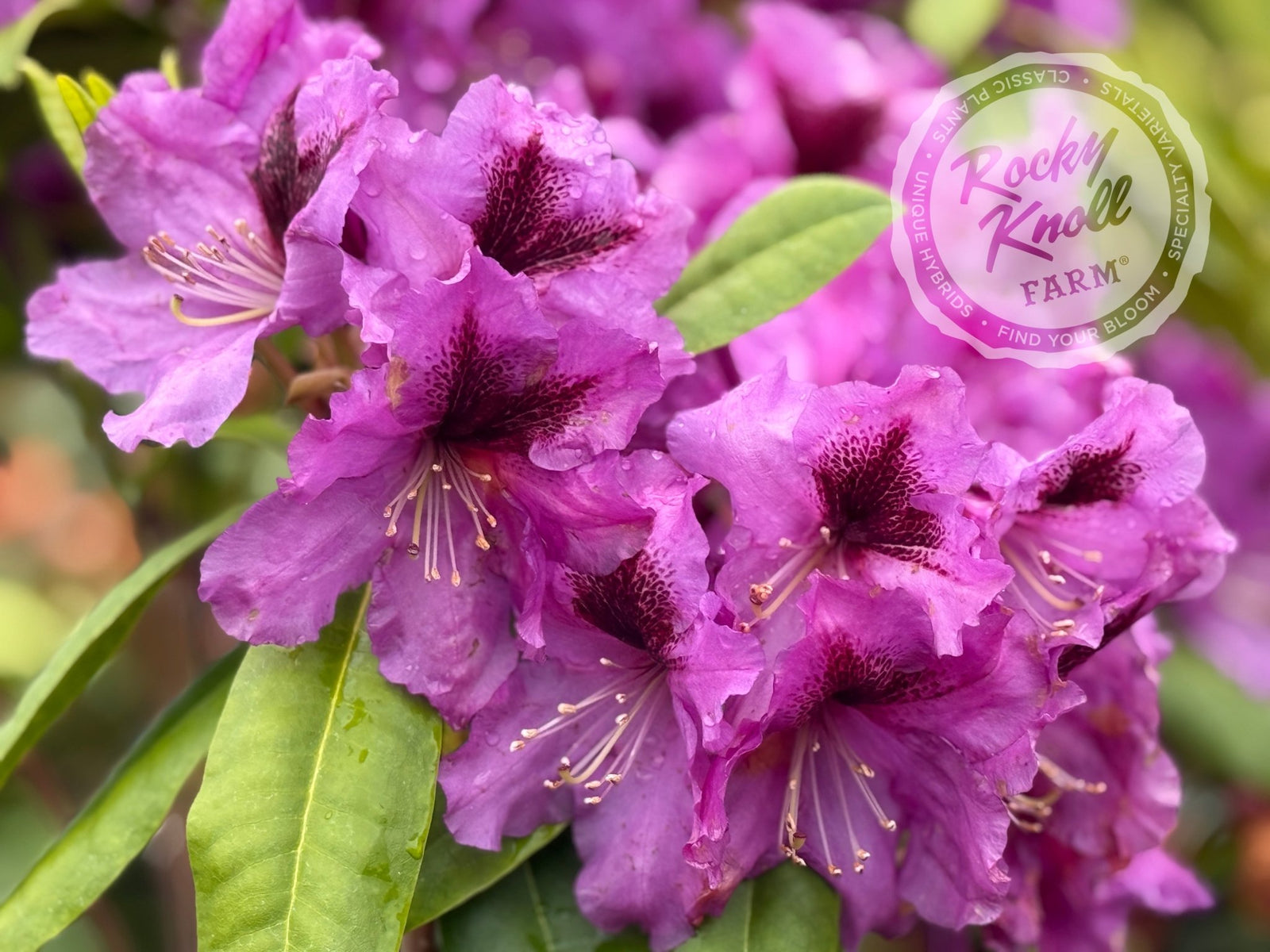 Plum Beautiful - Rocky Knoll Farm