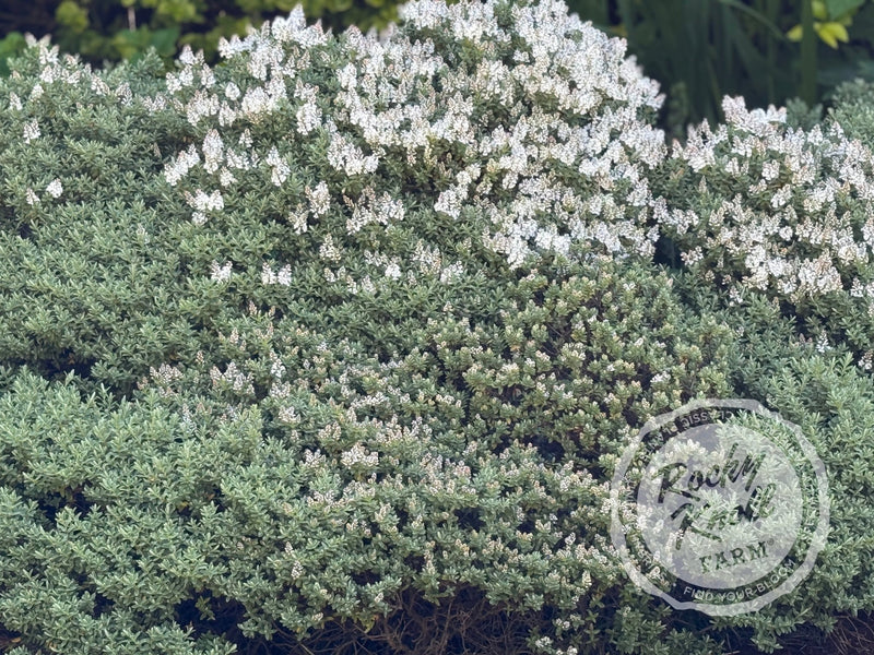 White Hebe albicans plant from Rocky Knoll Farm