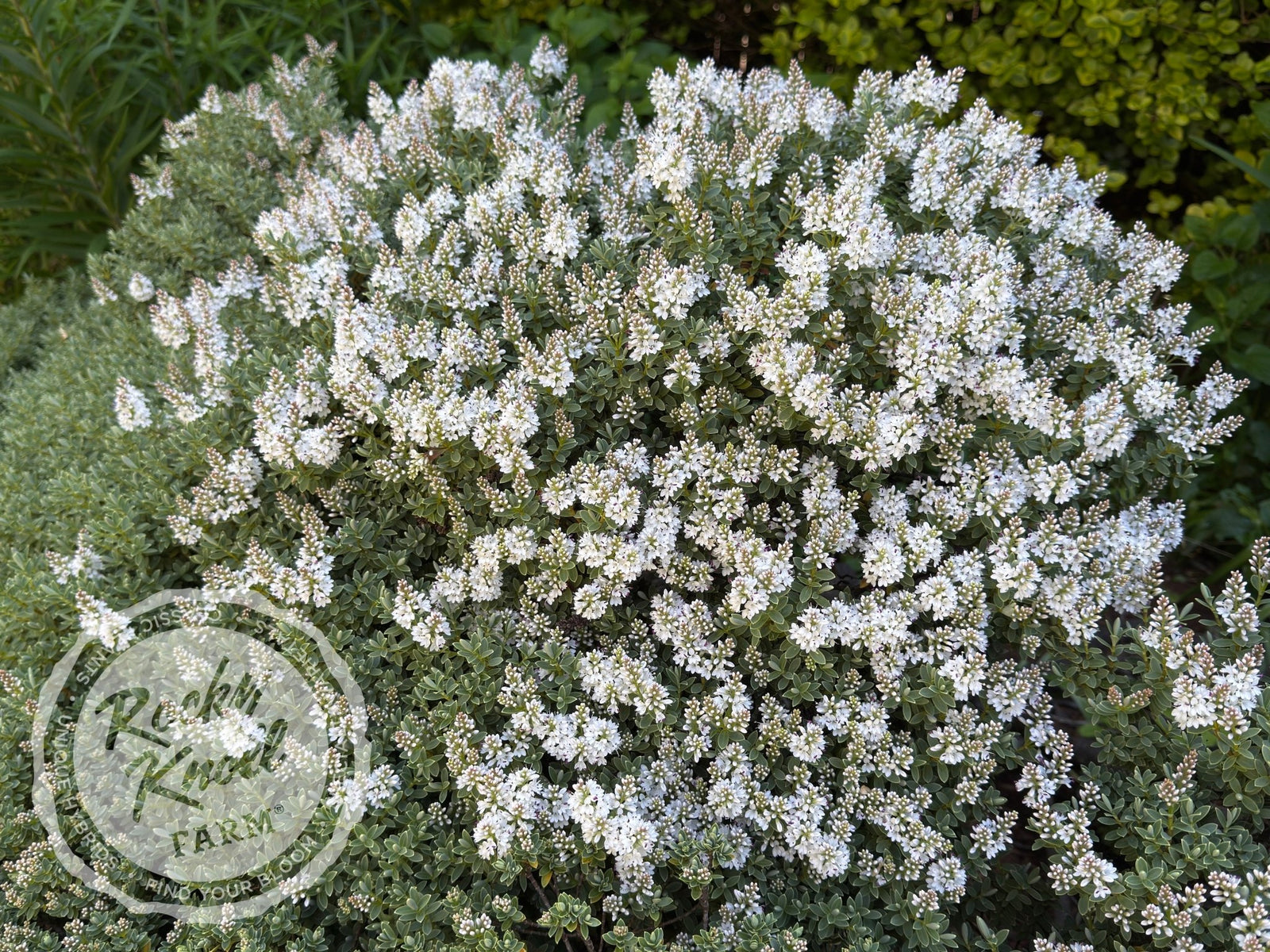 White Hebe albicans