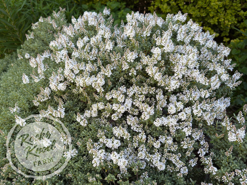White Hebe albicans plant from Rocky Knoll Farm