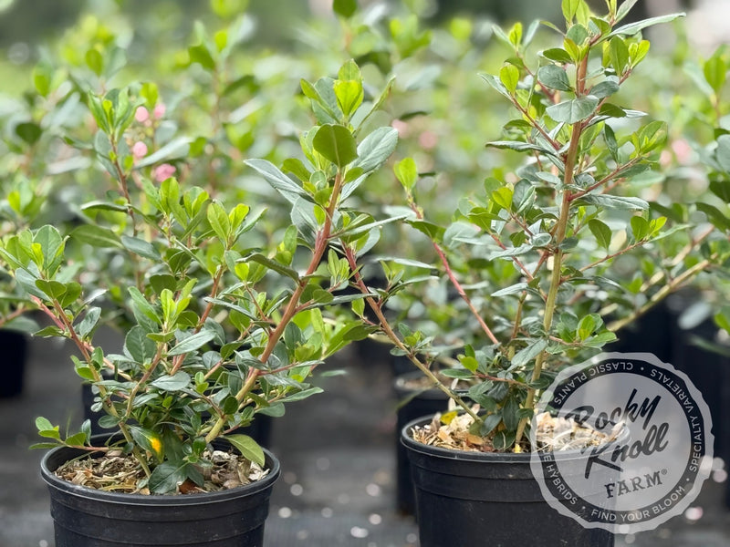 Escallonia 'Pink Princess' plant from Rocky Knoll Farm