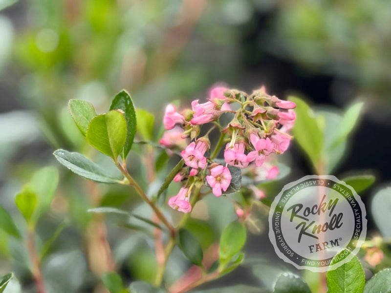 Escallonia 'Pink Princess' plant from Rocky Knoll Farm
