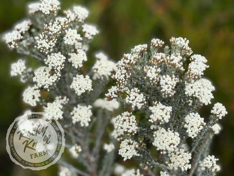 Ozothamnus rosmarinifolius 'Silver Jubilee' plant from Rocky Knoll Farm