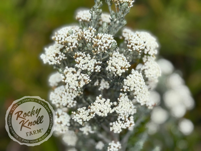 Ozothamnus rosmarinifolius 'Silver Jubilee' plant from Rocky Knoll Farm