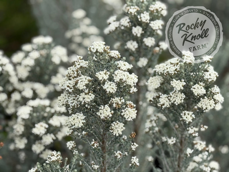 Ozothamnus rosmarinifolius 'Silver Jubilee' plant from Rocky Knoll Farm