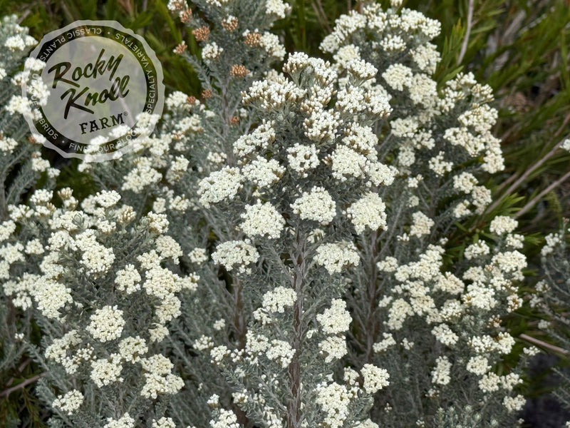 Ozothamnus rosmarinifolius 'Silver Jubilee' plant from Rocky Knoll Farm