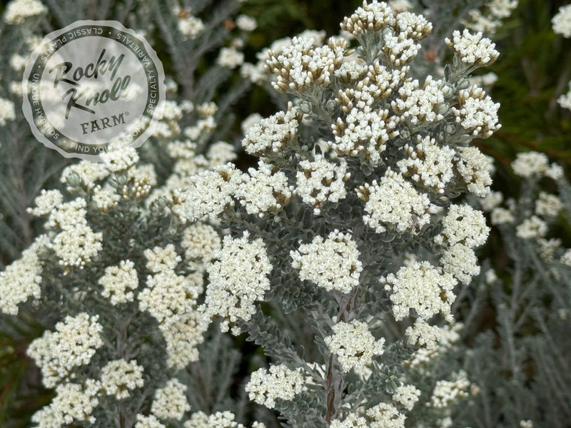 Ozothamnus rosmarinifolius 'Silver Jubilee' plant from Rocky Knoll Farm
