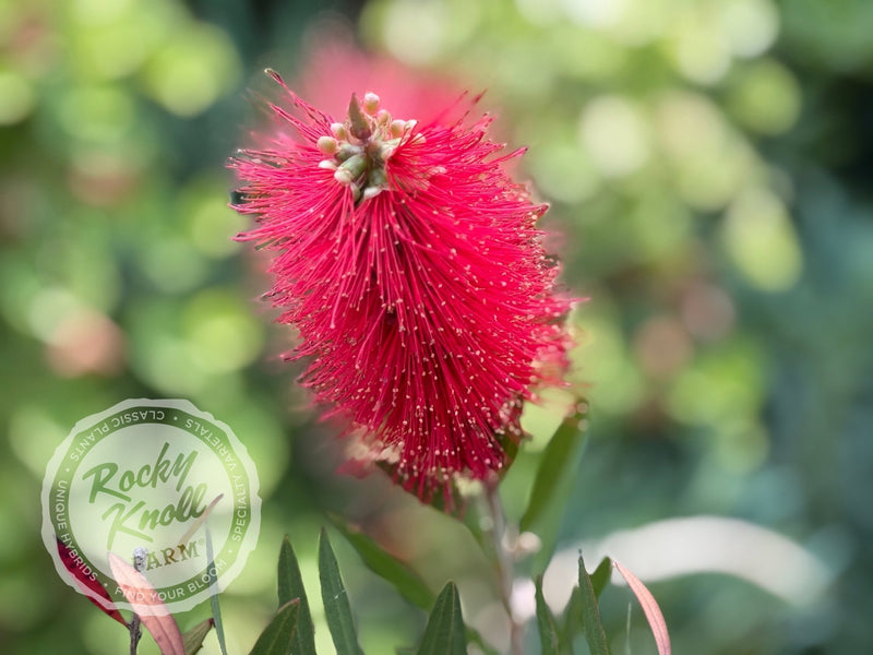 Callistemon citrinus 'Crimson Bottlebrush' plant from Rocky Knoll Farm