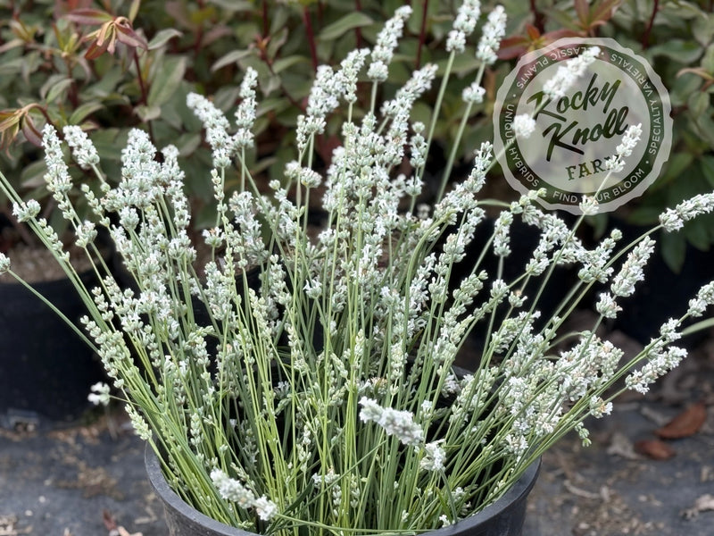 White Grosso Lavender ‘Alba’ (Lavandula x intermedia) plant from Rocky Knoll Farm