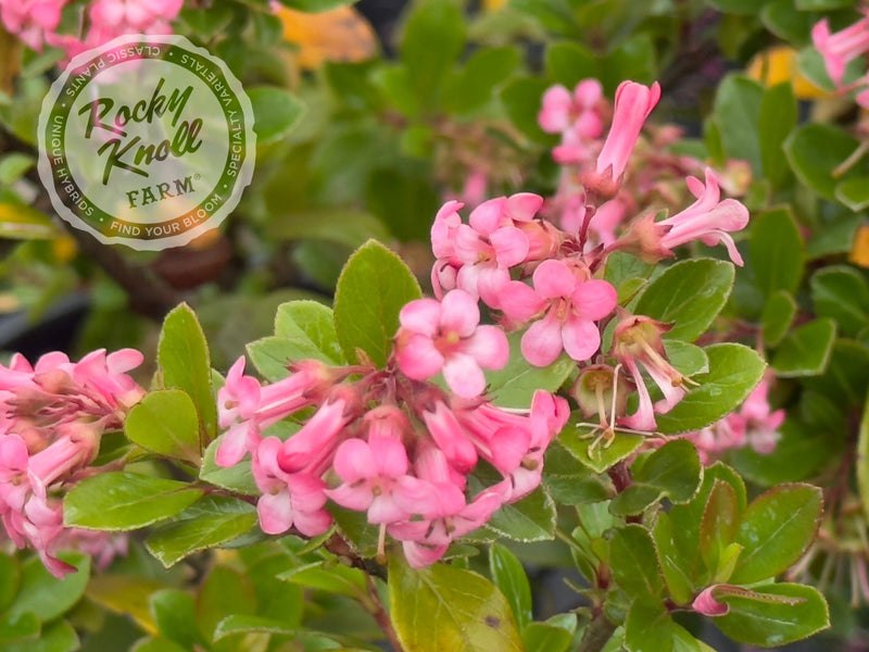 Escallonia 'Pink Princess' plant from Rocky Knoll Farm