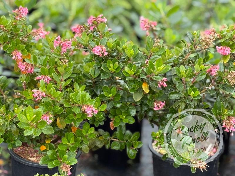 Escallonia 'Pink Princess' plant from Rocky Knoll Farm