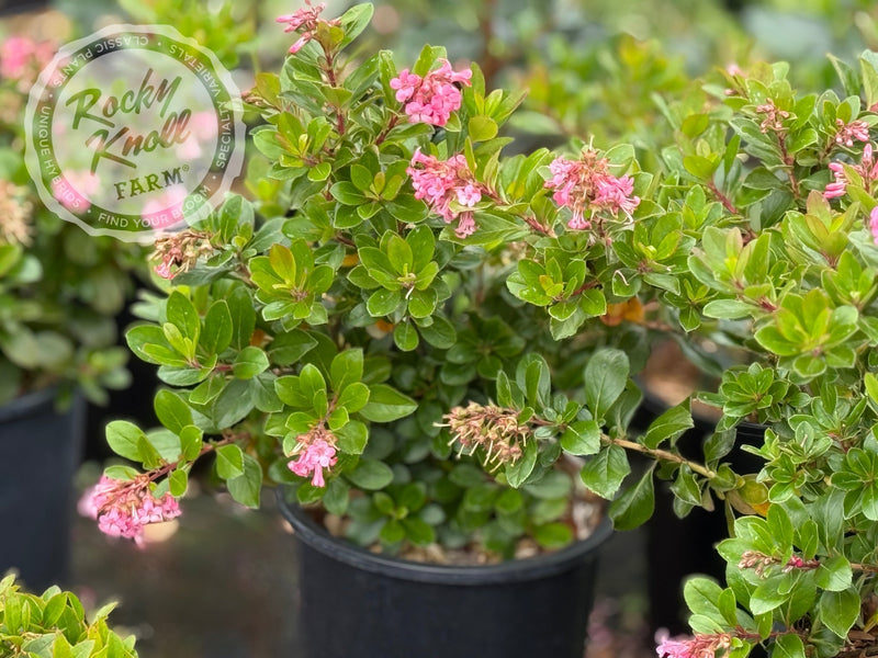 Escallonia 'Pink Princess' plant from Rocky Knoll Farm