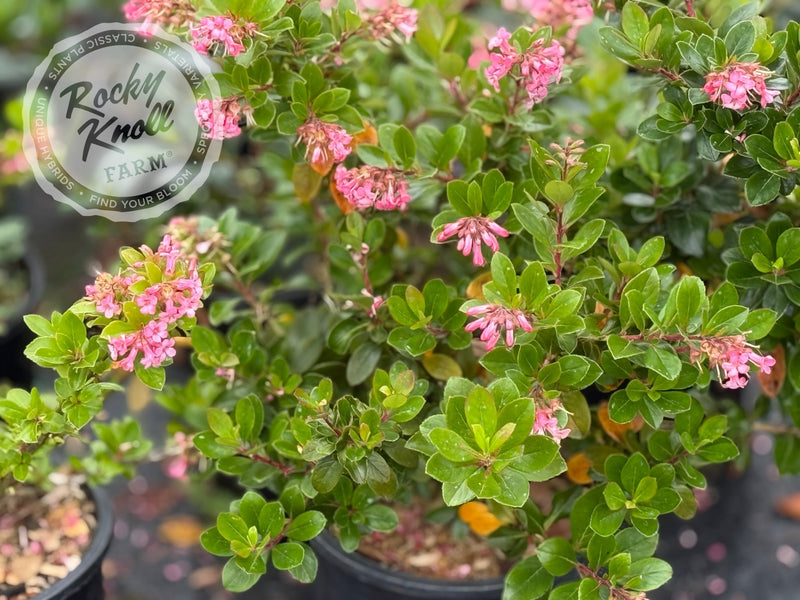 Escallonia 'Pink Princess' plant from Rocky Knoll Farm