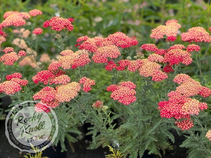 Achillea millefolium 'Paprika' (Yarrow) plant from Rocky Knoll Farm