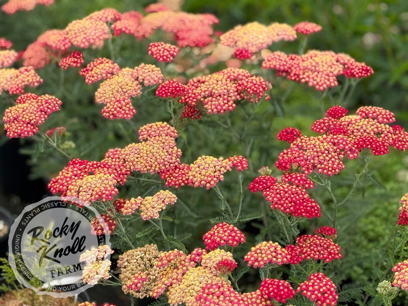 Achillea millefolium 'Paprika' (Yarrow) plant from Rocky Knoll Farm