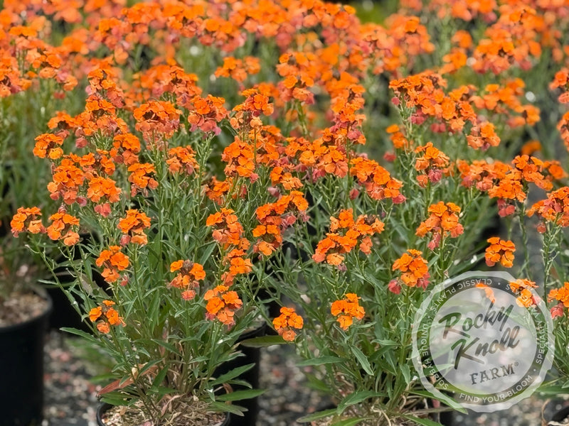 Erysimum 'Apricot Twist' (Wallflower) plant from Rocky Knoll Farm