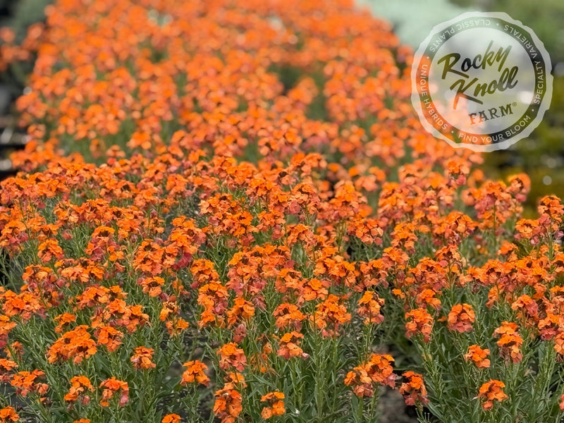 Erysimum 'Apricot Twist' (Wallflower) plant from Rocky Knoll Farm
