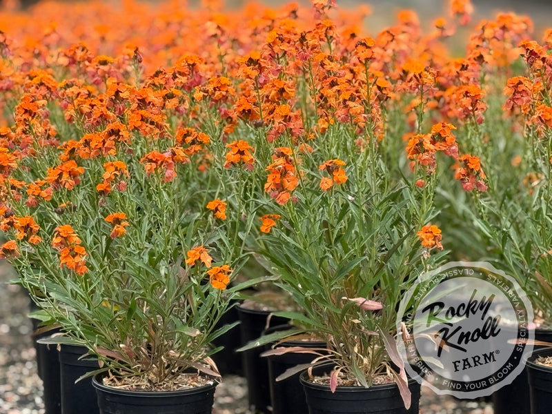 Erysimum 'Apricot Twist' (Wallflower) plant from Rocky Knoll Farm