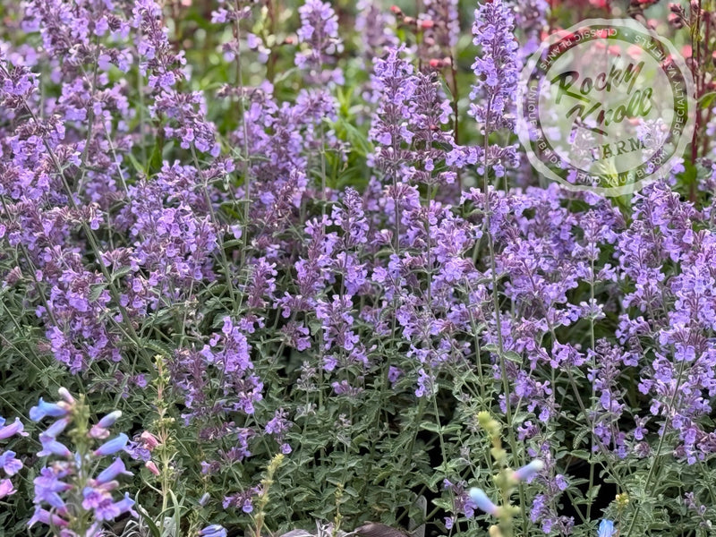 Nepeta racemosa Walker's Low Catmint plant from Rocky Knoll Farm