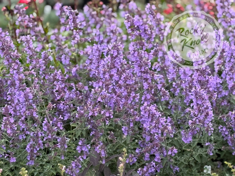 Nepeta racemosa Walker's Low Catmint plant from Rocky Knoll Farm