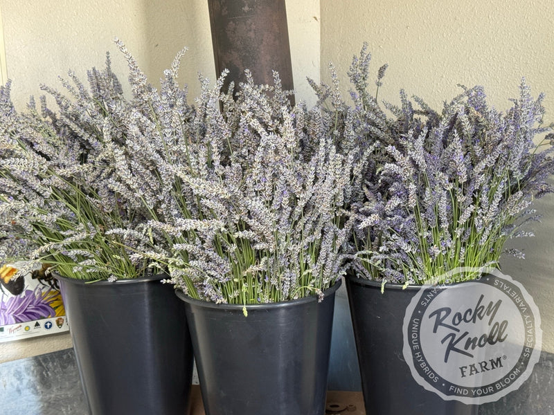 Grosso Lavender (Lavandula x intermedia) plant from Rocky Knoll Farm