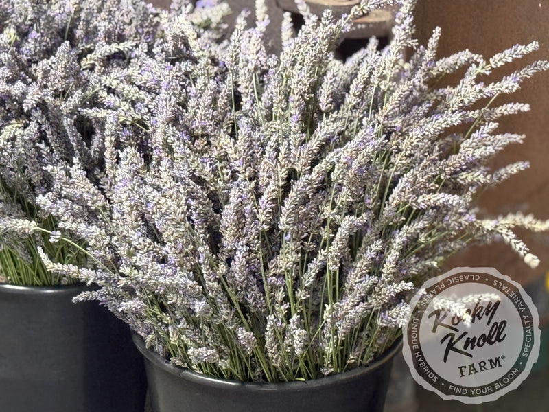 Grosso Lavender (Lavandula x intermedia) plant from Rocky Knoll Farm