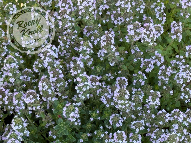Lemon Thyme (citrodorus) plant from Rocky Knoll Farm