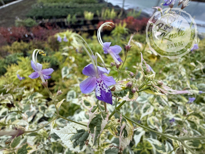 Caryopteris divaricata 'Snow Fairy' (Bluebeard)