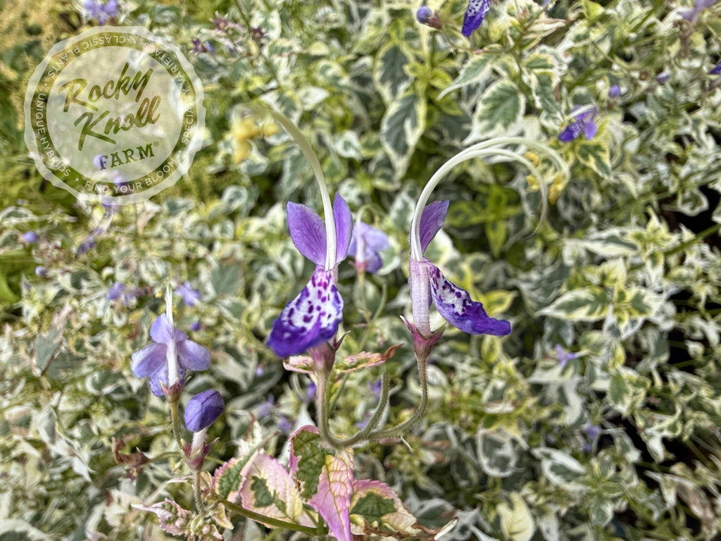 Rocky Knoll Farm Caryopteris divaricata Snow Fairy