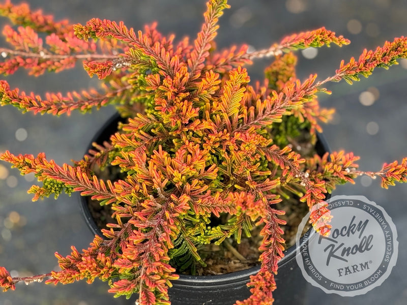 dracaena heather Calluna Firefly Heather