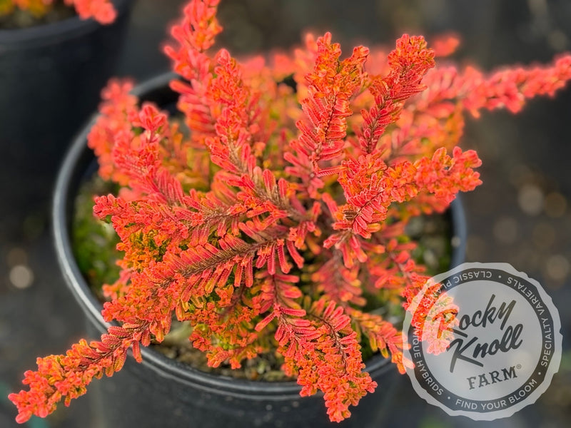 Calluna vulgaris 'Dart's Flamboyant' Heather