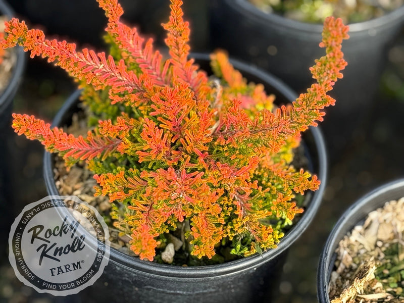 dracaena heather Calluna Fraser's Gold Heather