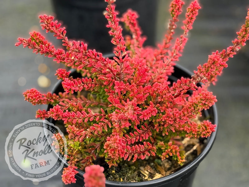 Calluna Firefly Heather