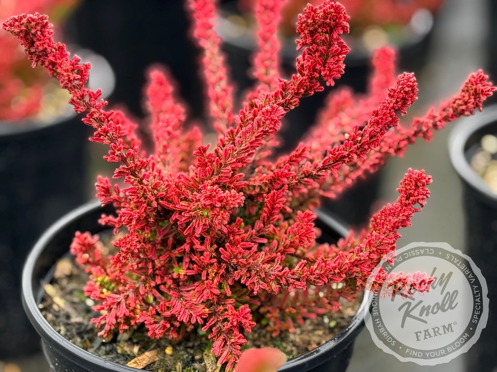 Calluna vulgaris 'Firefly' Heather