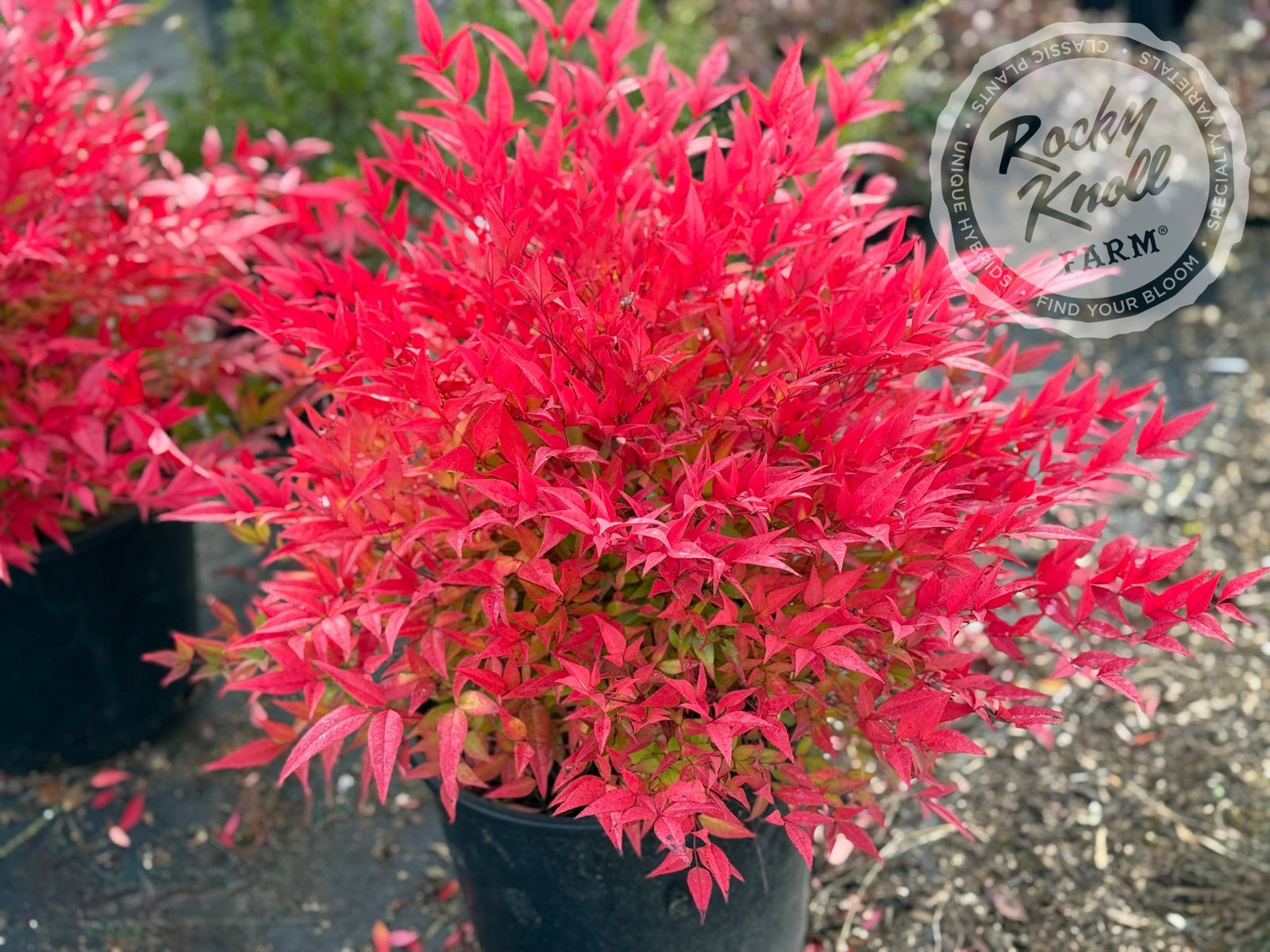 nananatan リボンリース＊クローバー＊ゴールド＊S-181 Moon Bay Heavenly Bamboo (Nandina domestica) - Rocky Knoll Farm