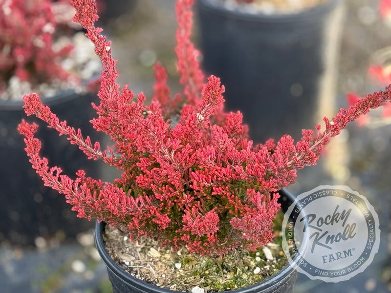 dracaena heather Calluna Firefly Heather